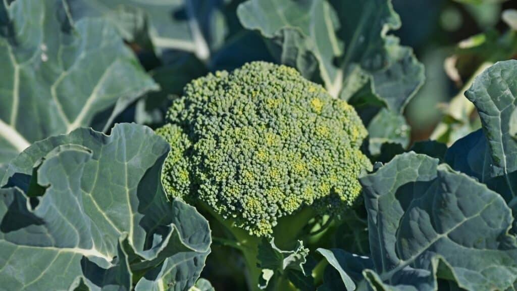 How Do You Stop Broccoli From Giving You Gas?