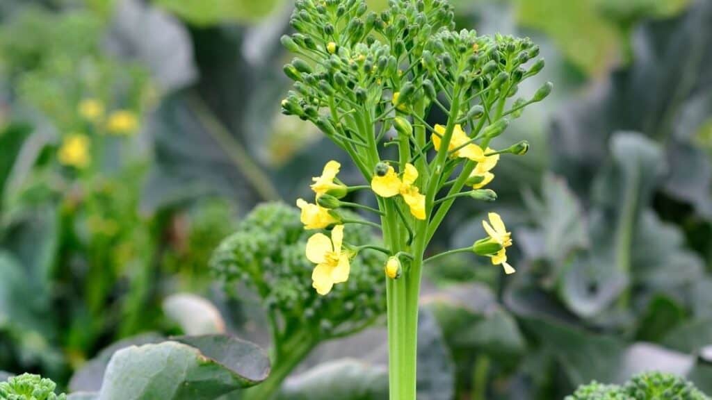 How To Cook Broccoli Flowers?