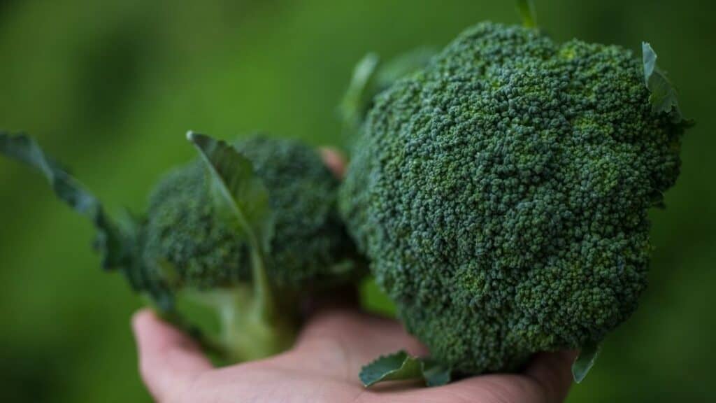 Is Broccoli Good For Iron Deficiency