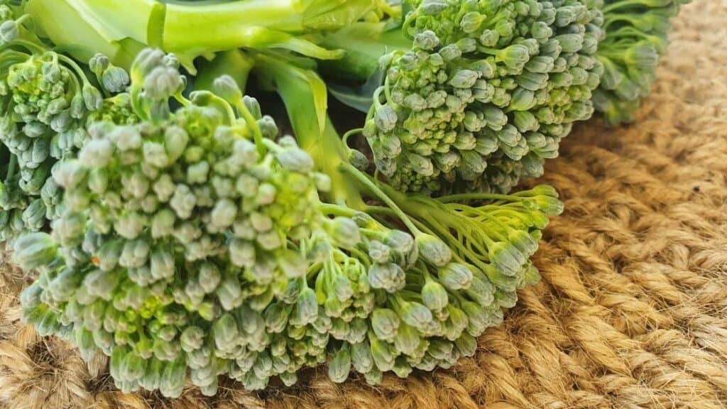 Is It OK To Eat Flowered Broccoli?