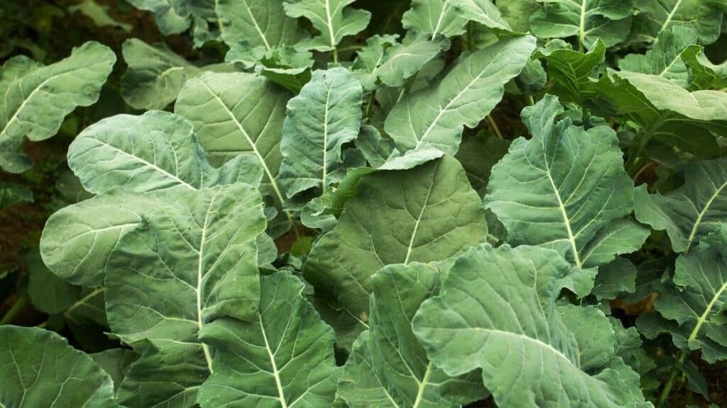 Is It Safe To Eat Raw Broccoli Leaves?