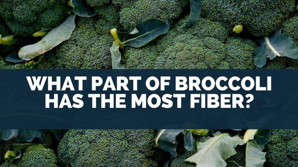 What Part Of Broccoli Has The Most Fiber?