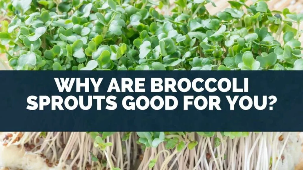 Why Are Broccoli Sprouts Good For You?
