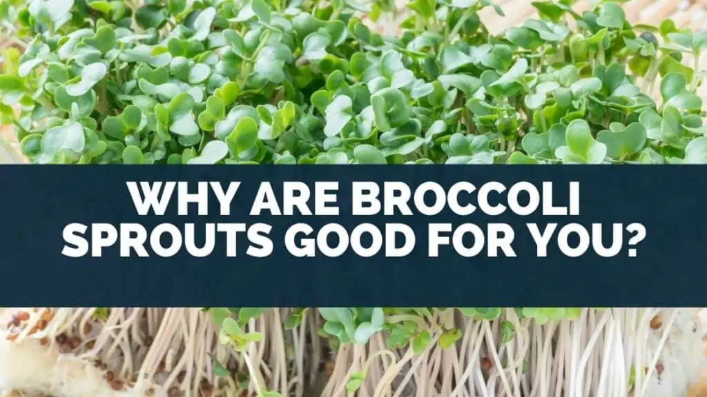Why Are Broccoli Sprouts Good For You?