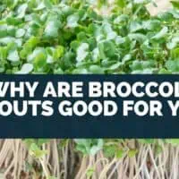 Why Are Broccoli Sprouts Good For You?