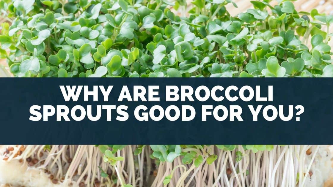 Why Are Broccoli Sprouts Good For You? Eat For Longer Food Insights