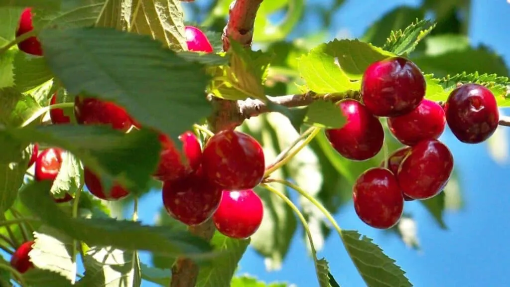Can Cherries Cause Loose Stools