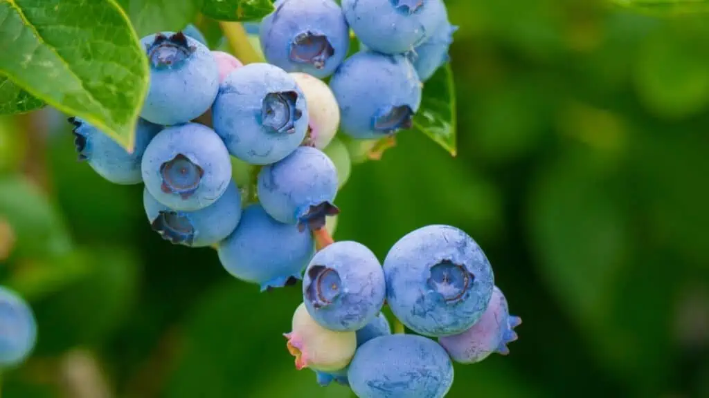 Do Blueberries Cause Bowel Movements