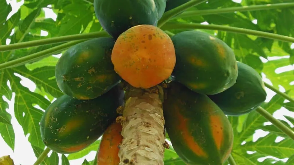Does Papaya Give You Diarrhea