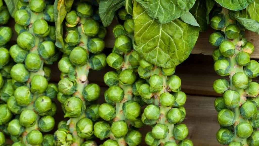 Why Does My Stomach Hurt After Eating Brussels Sprouts