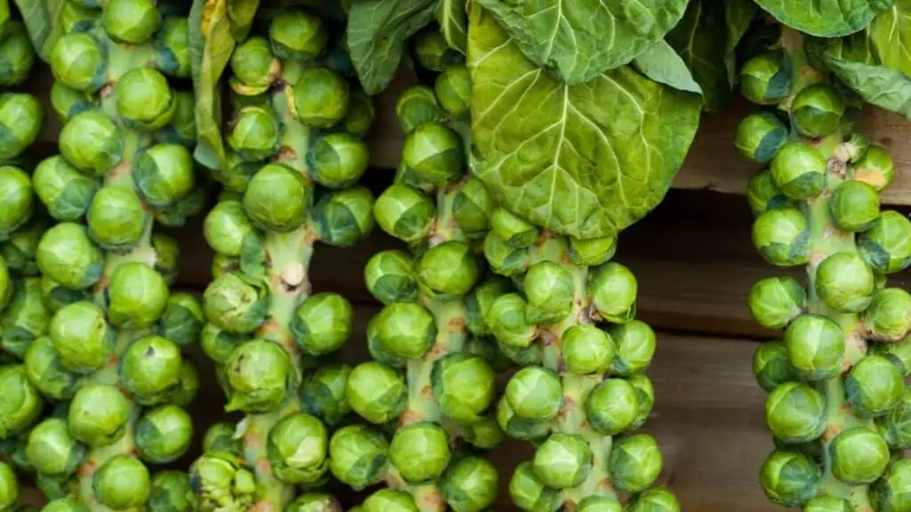 Why Does My Stomach Hurt After Eating Brussels Sprouts