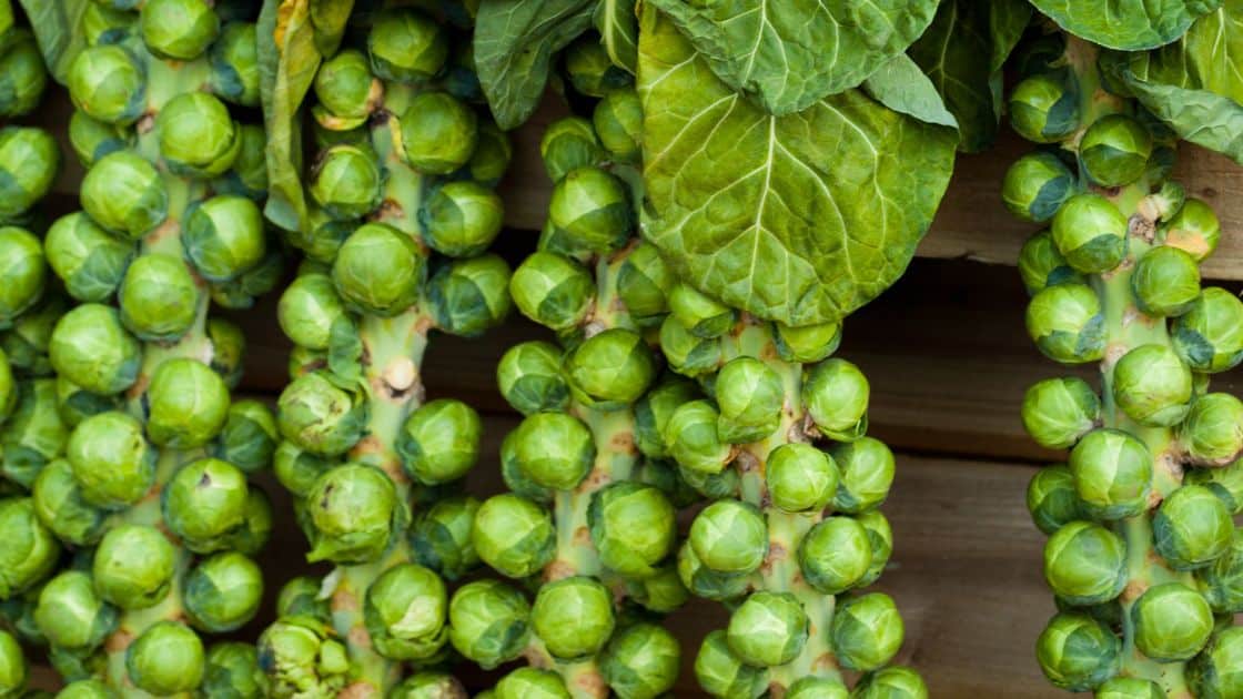 Do Brussel Sprouts Cause Gas?