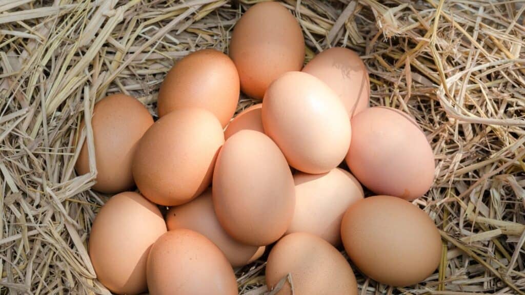 Is Chicken Higher In Protein Than An Egg