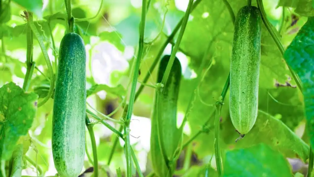 Are Cucumbers Good For Weight Loss?
