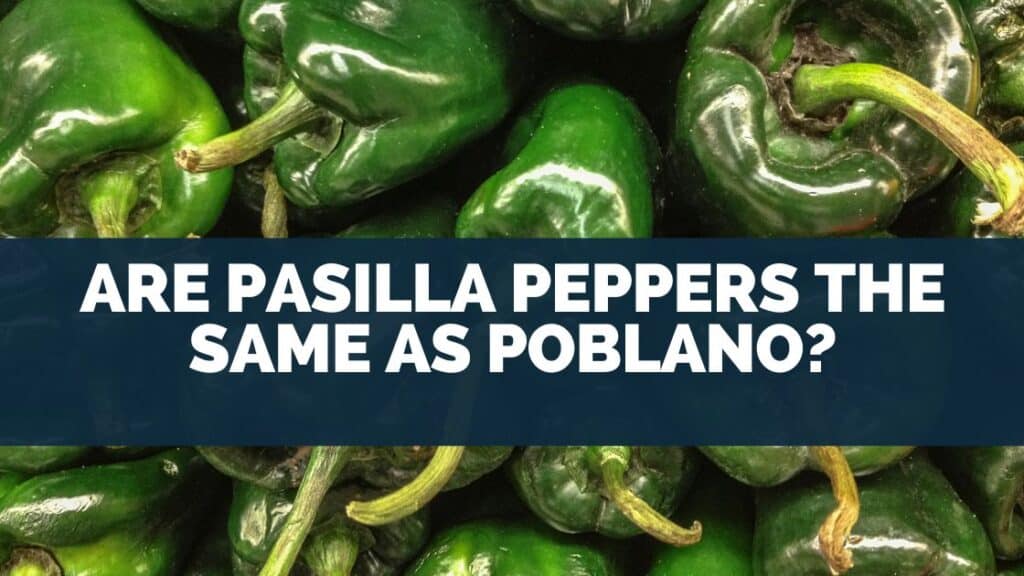 Are Pasilla Peppers The Same As Poblano