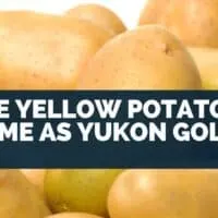 Are Yellow Potatoes Same As Yukon Gold?