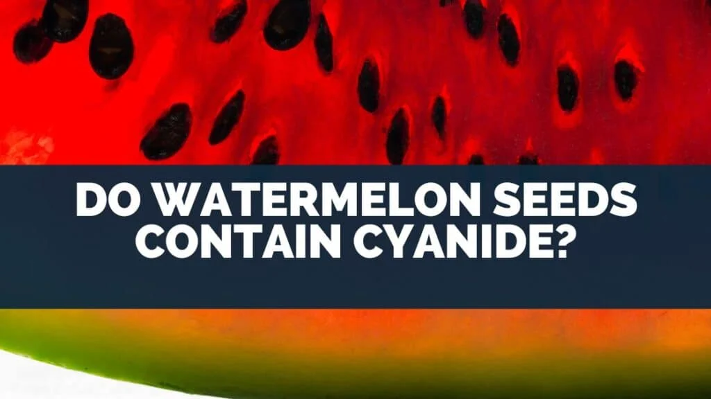 Do Watermelon Seeds Contain Cyanide?
