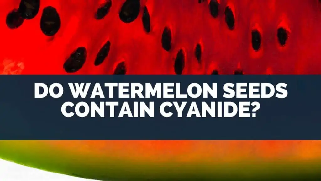 Do Watermelon Seeds Contain Cyanide?