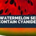 Do Watermelon Seeds Contain Cyanide?