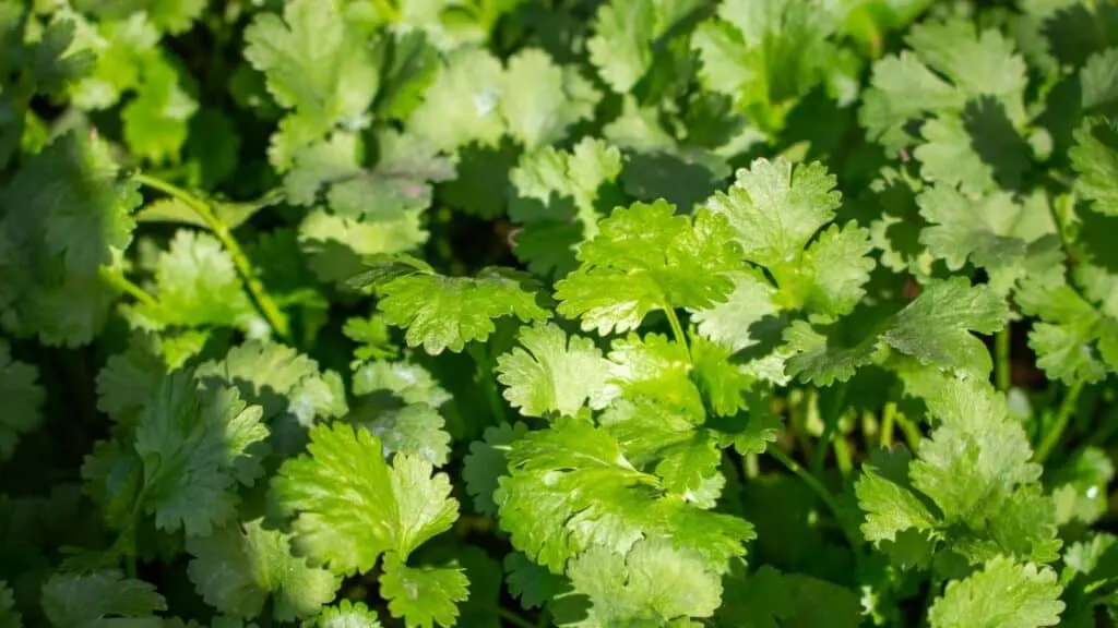 How Much Cilantro Is In A Bunch?