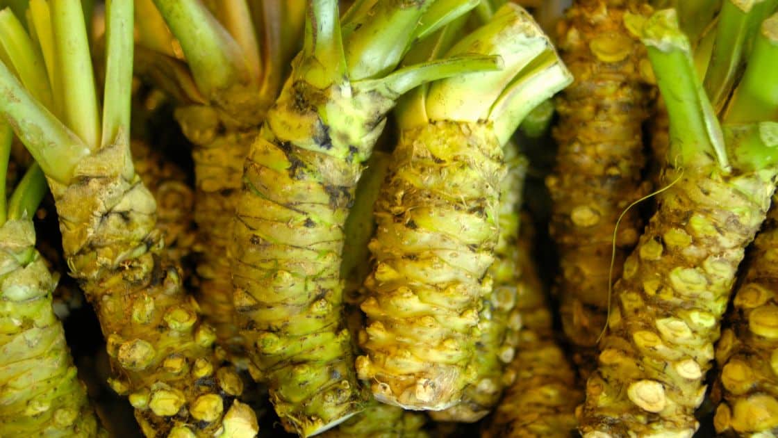 What Makes Wasabi Spicy?