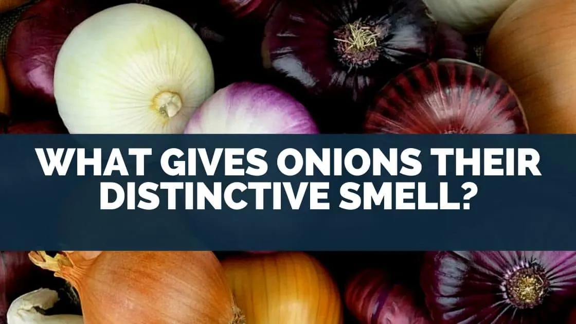 What Gives Onions Their Distinctive Smell?