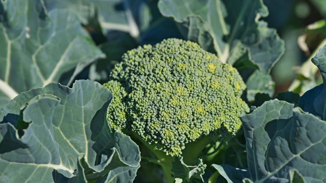 What Is A Bunch Of Broccoli?