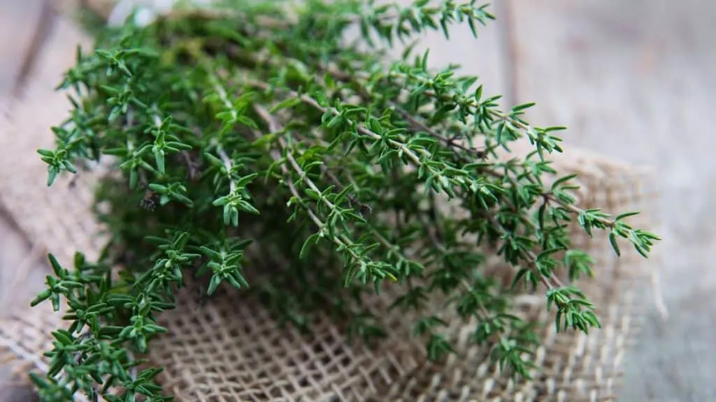 What Is a Sprig of Thyme?