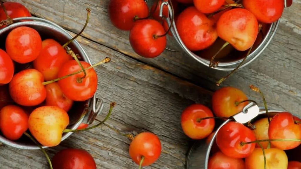 What Kind Of Cherries Have No Pits