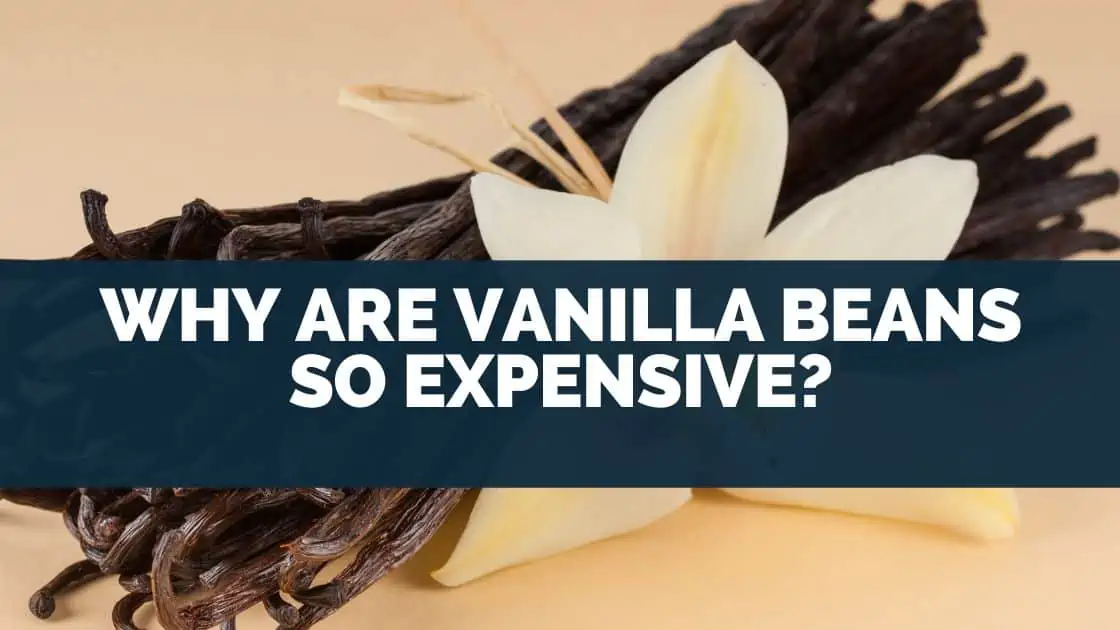 Why Are Vanilla Beans So Expensive?