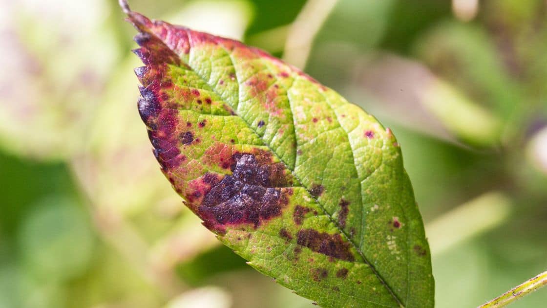 Can You Eat Basil With Brown Spots?