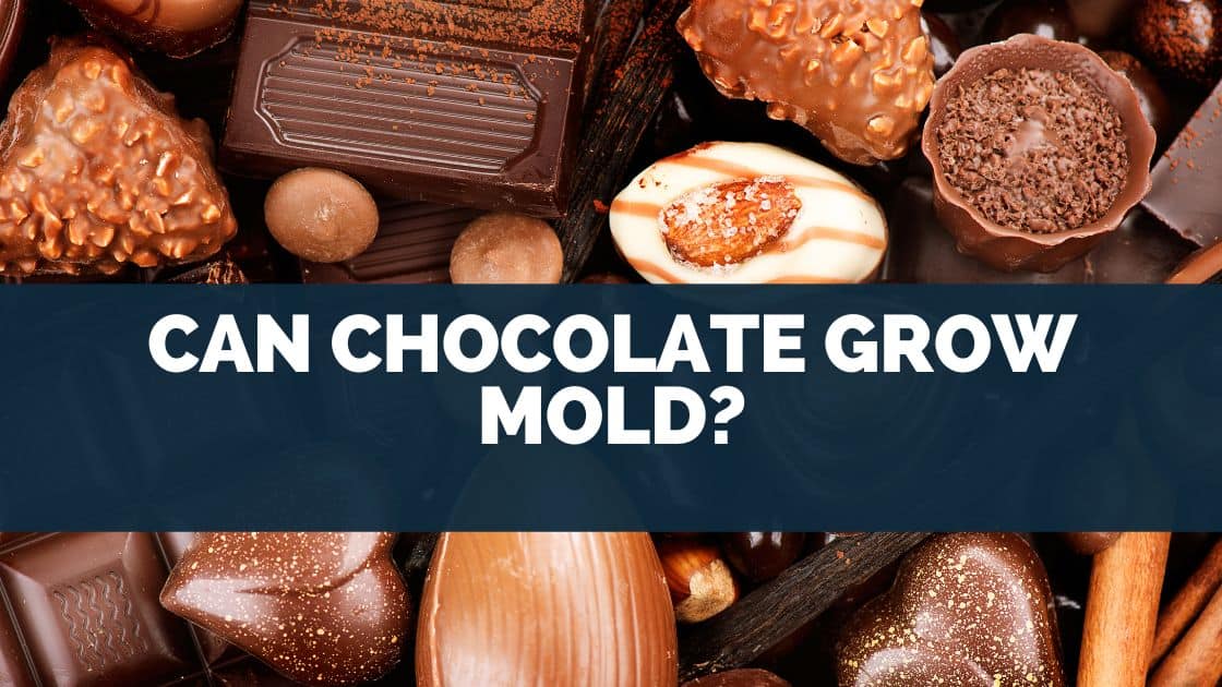 Can Chocolate Grow Mold?
