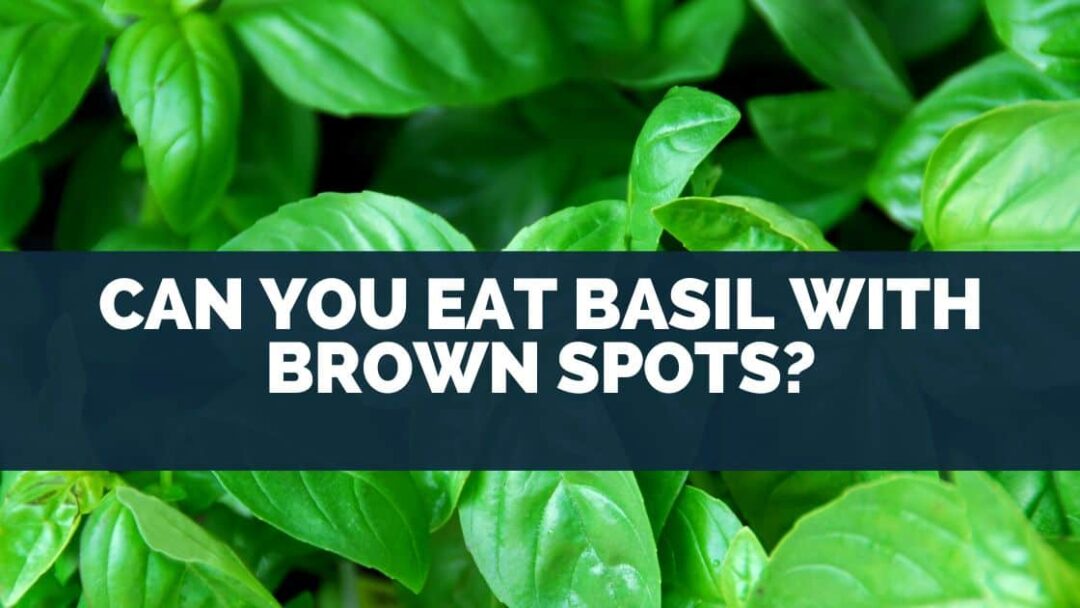 Can You Eat Basil With Brown Spots?