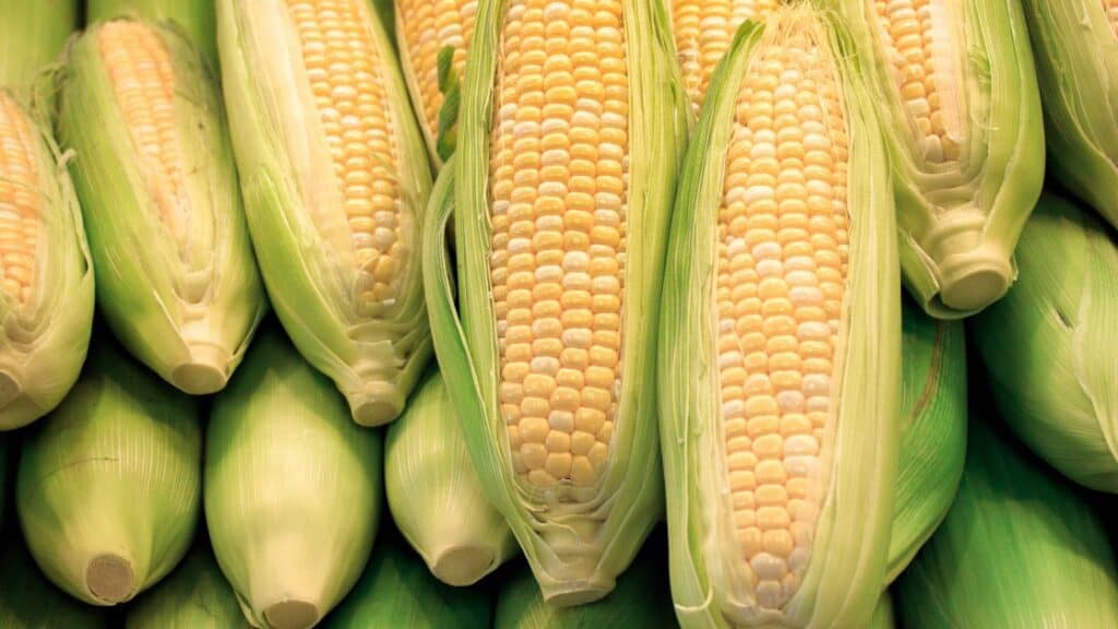 Does Corn Have A Scent?