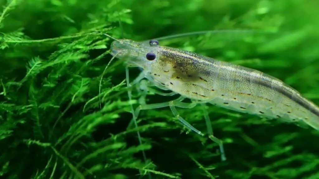 Does Sea Moss Heal The Gut?