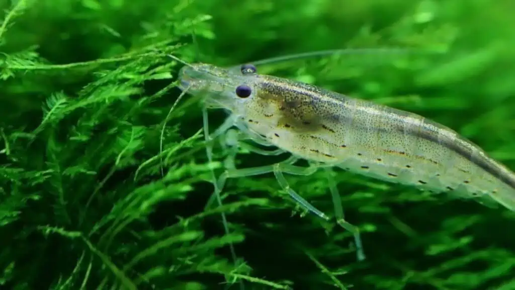 Does Sea Moss Heal The Gut?