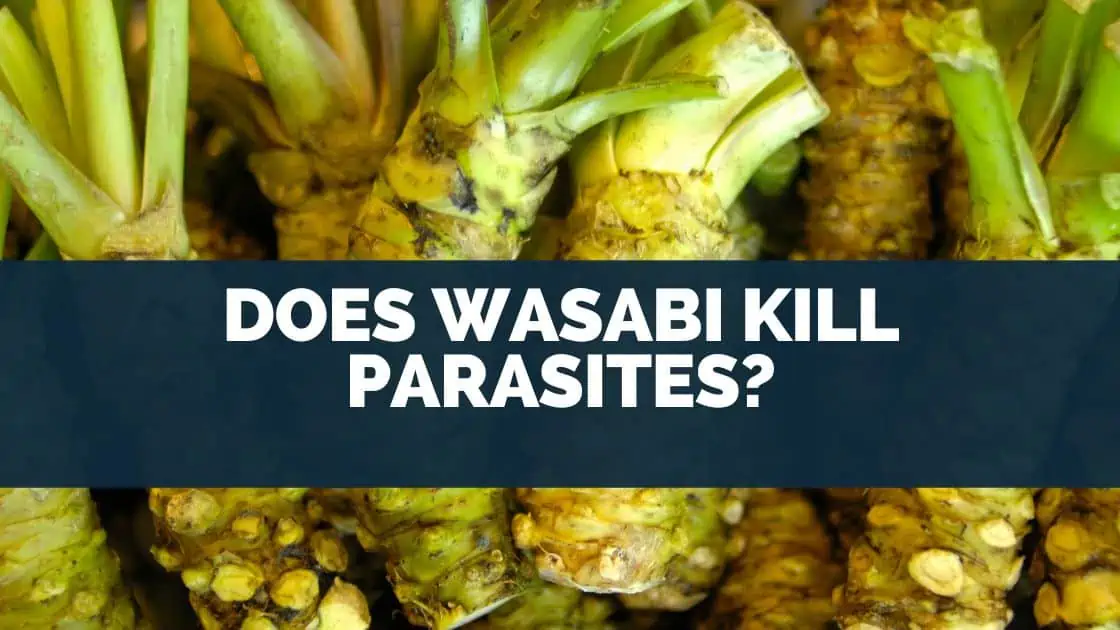 Does Wasabi Kill Parasites
