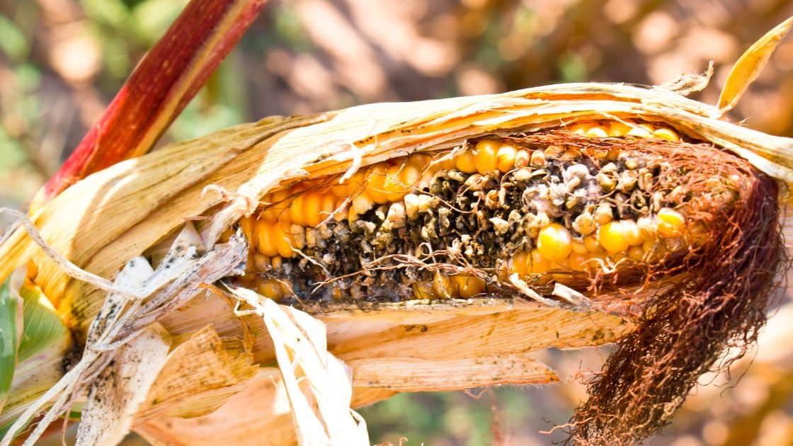 Corn Smells Like Vinegar