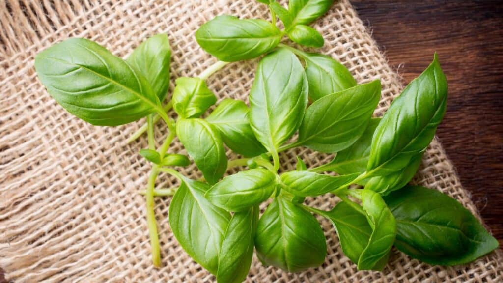 How Do You Fix Brown Spots On Basil?