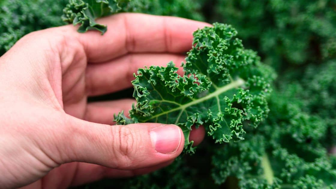 How Much Is A Bunch Of Kale?