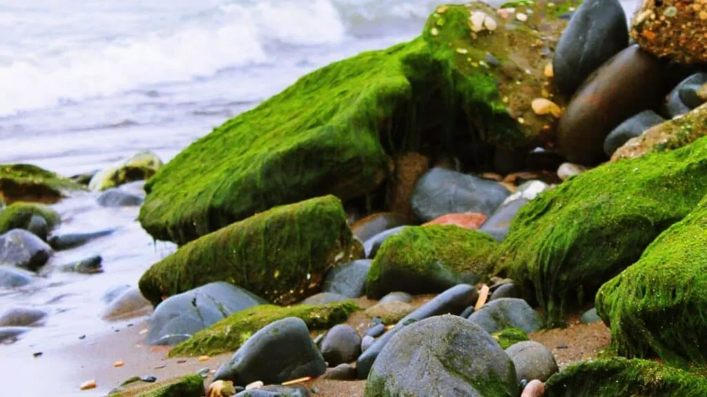 How Quickly Does Sea Moss Work?