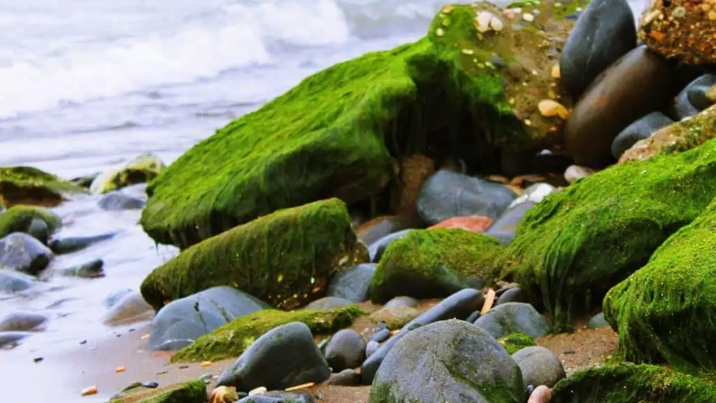 How Quickly Does Sea Moss Work?