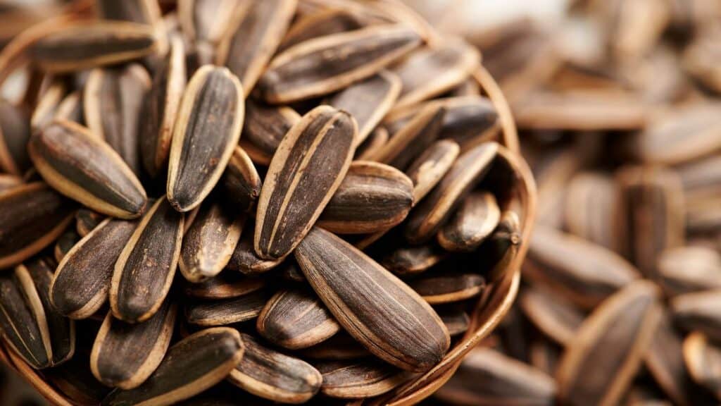 Is Sunflower Seeds High In Protein?
