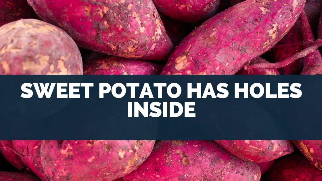 Sweet Potato Has Holes Inside