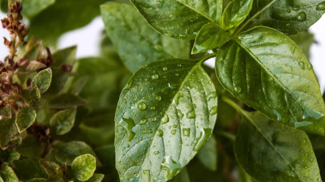 Can You Eat Basil With Brown Spots?