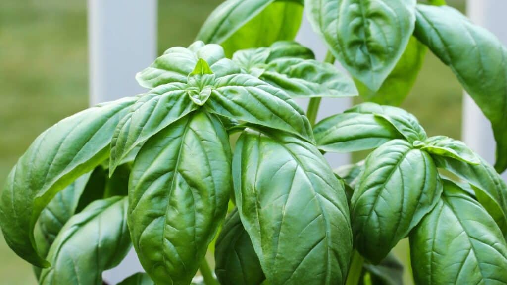 What Do Brown Spots On Basil Mean?