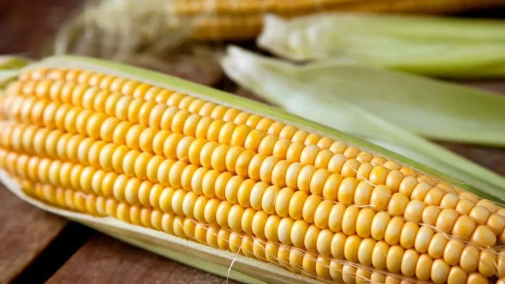 What Does Corn Smell Like?