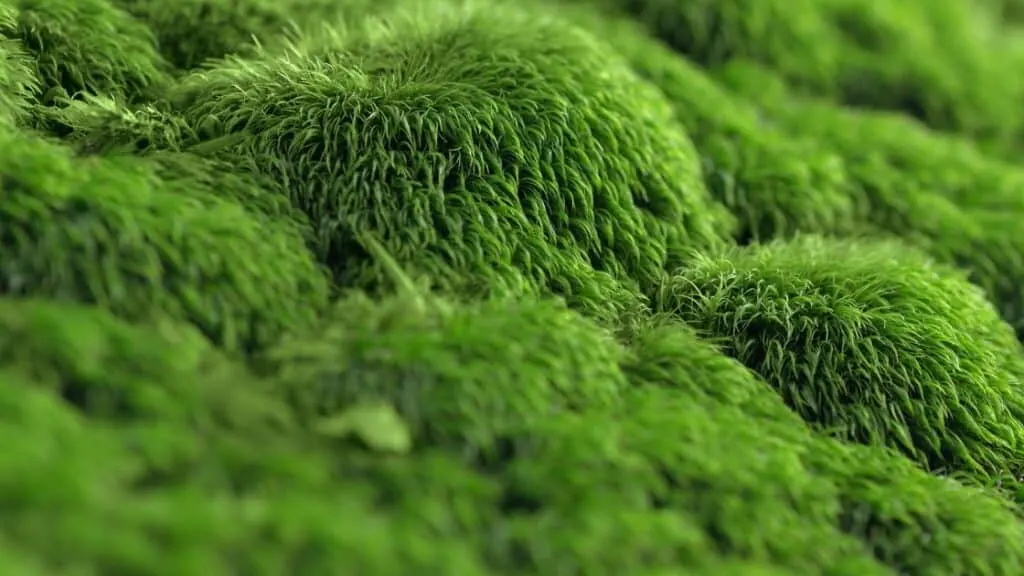 What Does Sea Moss Do For Females?