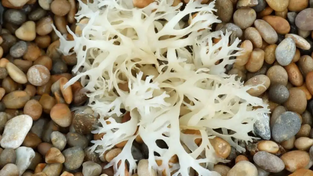 What Does Sea Moss Do To Your Stomach?