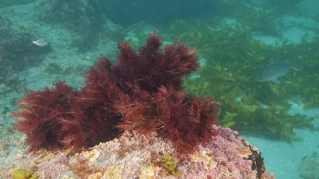 What Happens To Your Body When You Take Sea Moss?